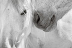 SEDUCTION (wild horses)