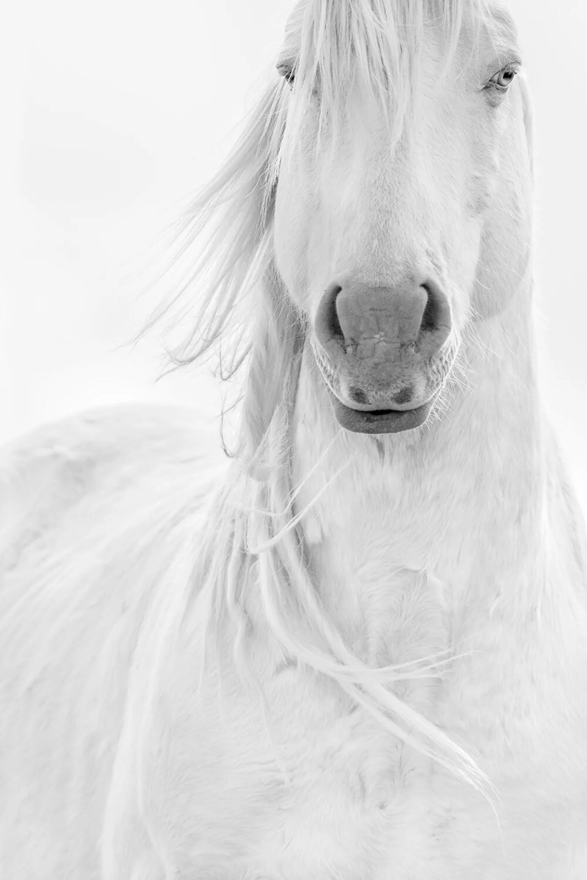 Tango (wild horse)