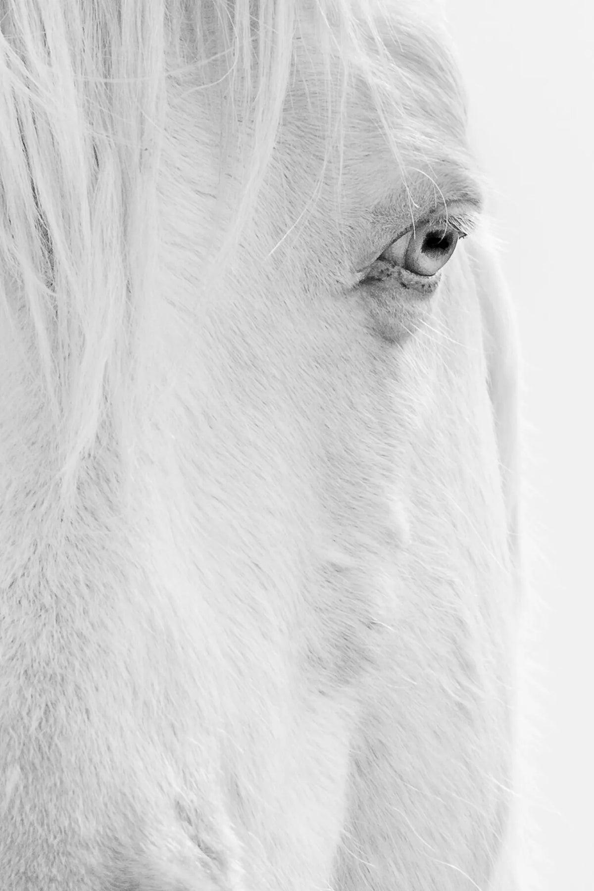 Tango (wild horse)