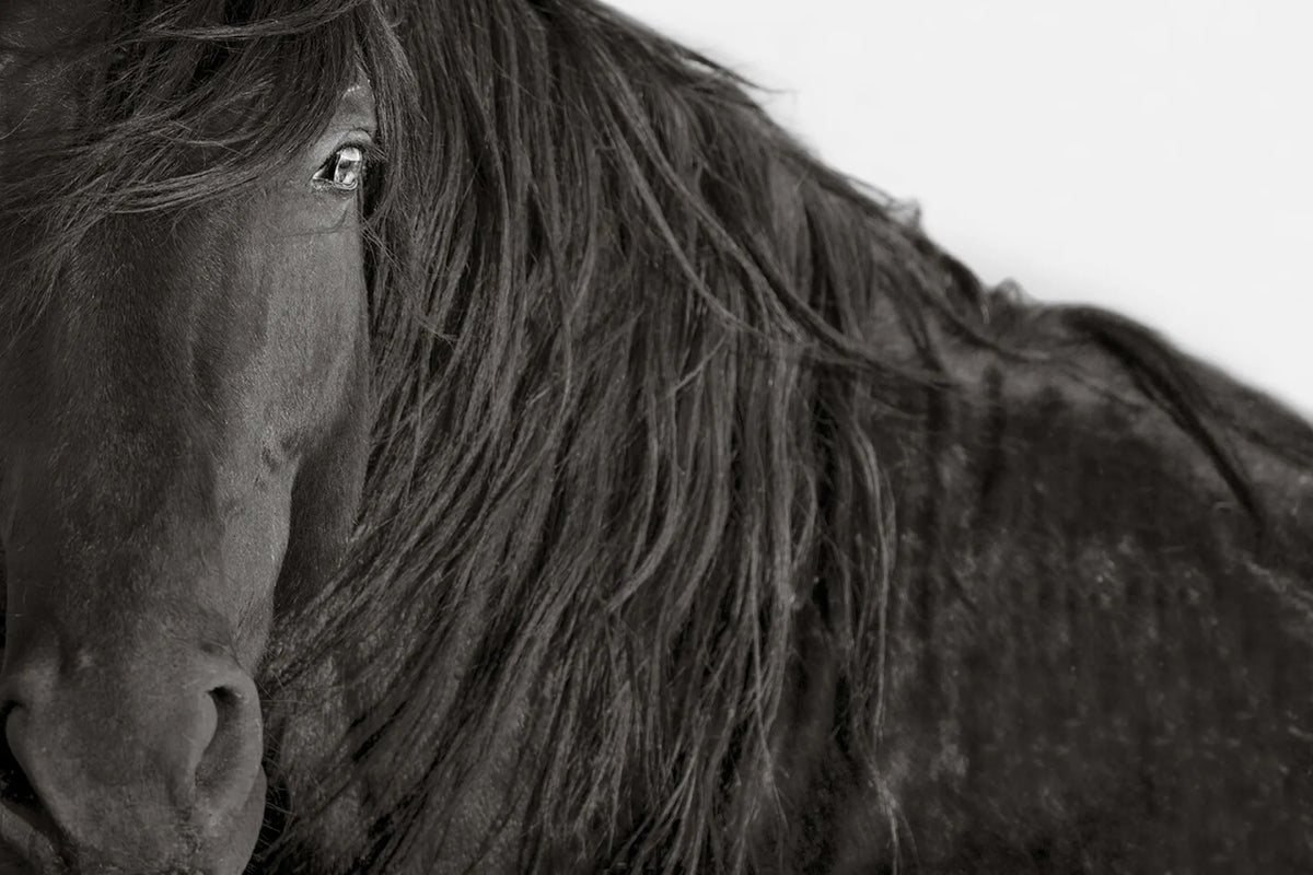 THE FACE OF RESILIENCE (wild horse)