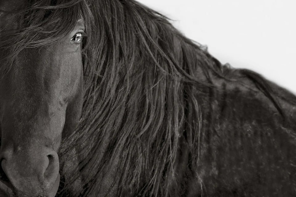 THE FACE OF RESILIENCE (wild horse)