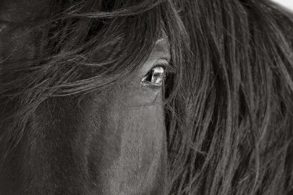 THE FACE OF RESILIENCE (wild horse)