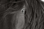 THE FACE OF RESILIENCE (wild horse)