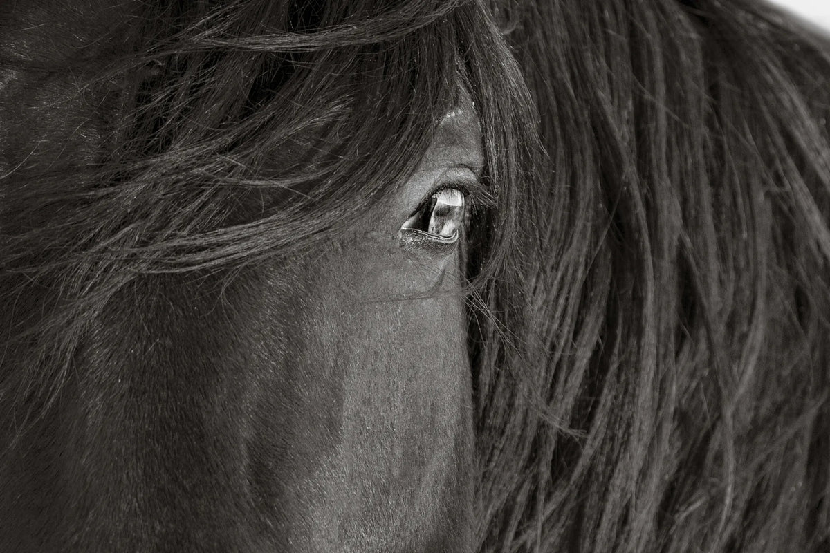 THE FACE OF RESILIENCE (wild horse)
