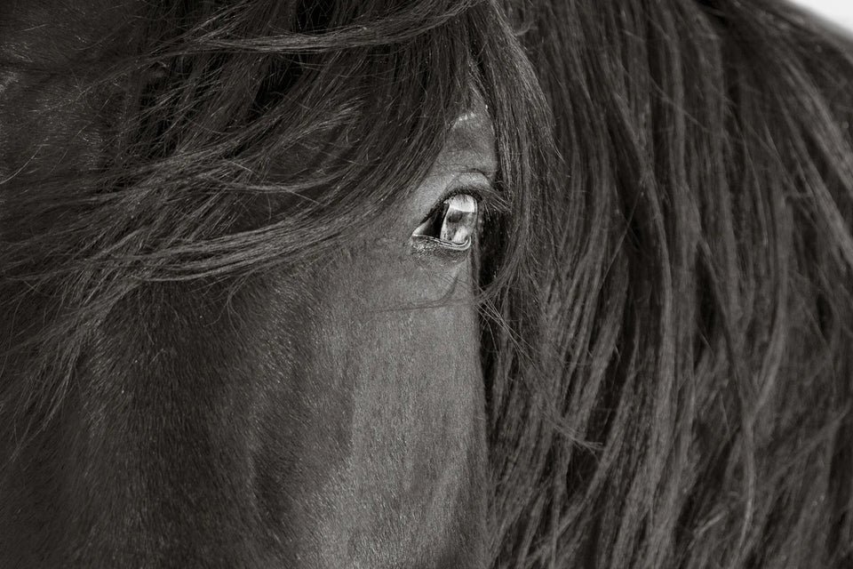 THE FACE OF RESILIENCE (wild horse)