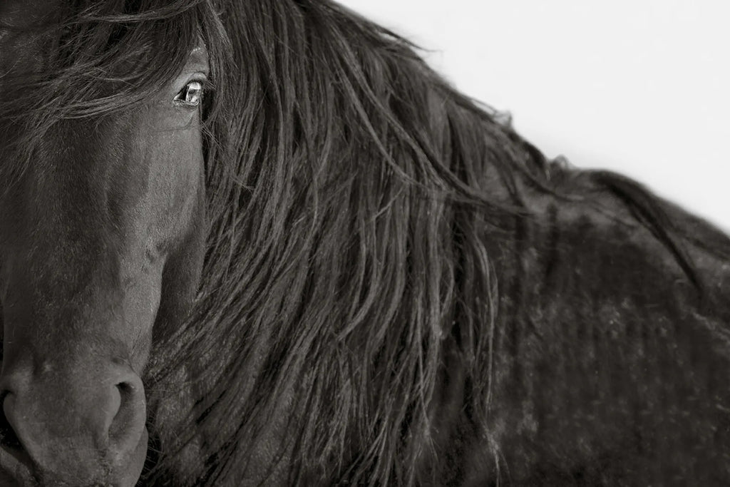 THE FACE OF RESILIENCE (wild horse)