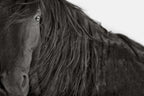 THE FACE OF RESILIENCE (wild horse)