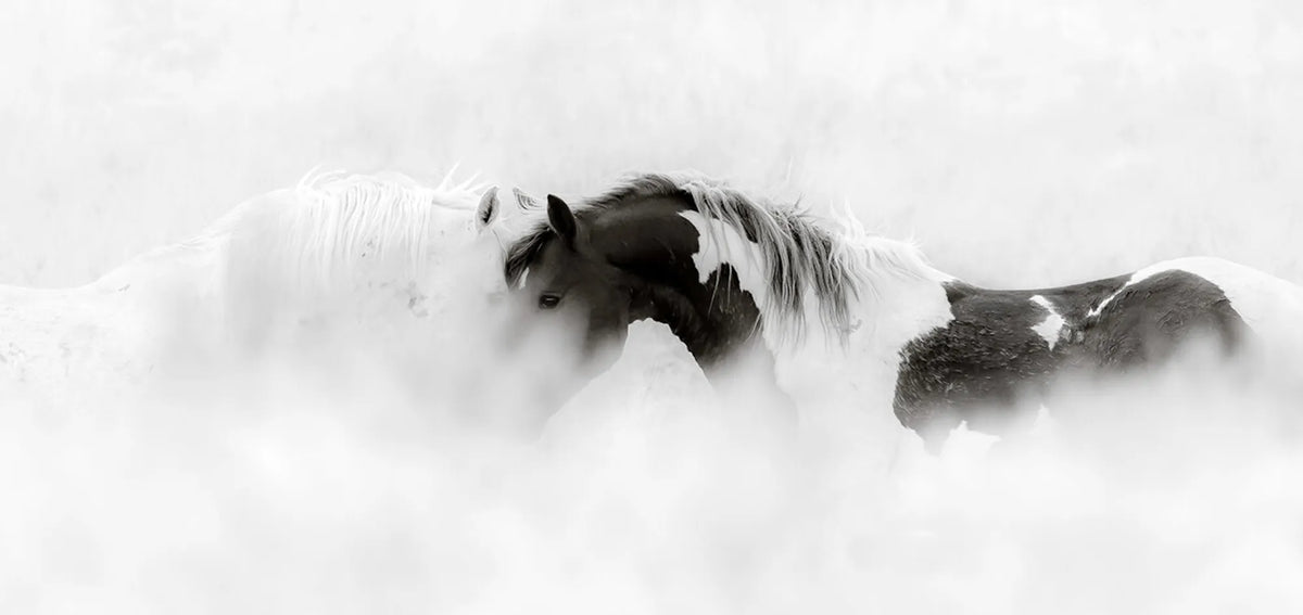 WHISPERS OF FREEDOM (wild horses)