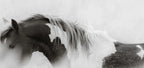 WHISPERS OF FREEDOM (wild horses)