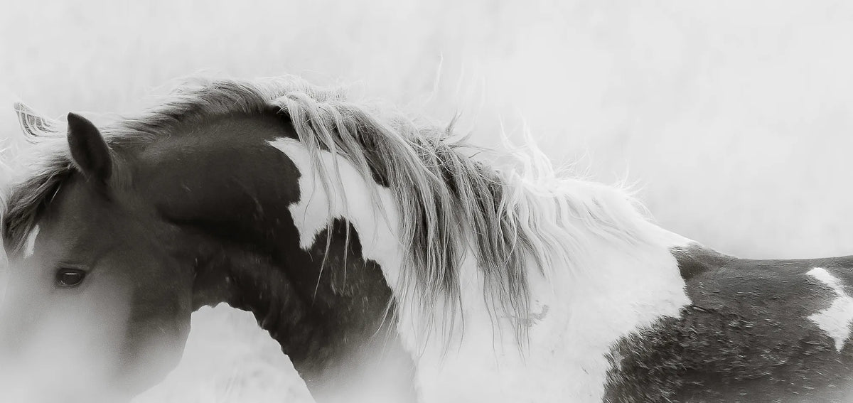 WHISPERS OF FREEDOM (wild horses)