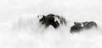 WHISPERS OF FREEDOM (wild horses)